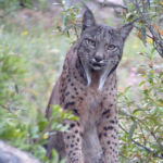 Iberian_lynx_by_Nathan_Ranc