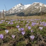 Crocuses